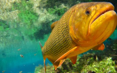 Pesca e comercialização do peixe Dourado é proibida até 2024 em MS