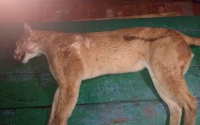 PMA recolhe onça-parda adulta de 52 kg atropelada na rodovia BR 163 a 3 km do perímetro urbano de Coxim