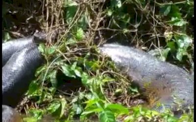 Grupo filma cobra gigante tomando sol às margens de rio no interior do Acre: ‘nunca tinha visto’