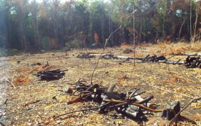 Polícia Militar autua infrator em R$ 7 mil por desmatamento em área protegida de reserva legal