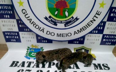 PMA de Batayporã recolheram dois filhotes de onça parda abandonado pela mãe em canavial.