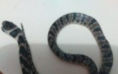 Moradora é surpreendida com cobra em cima do sofá