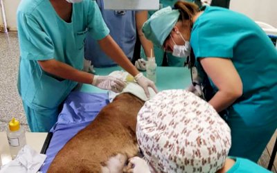 CRAS recebeu mais de 2 mil animais silvestres em 2019, a maioria são aves