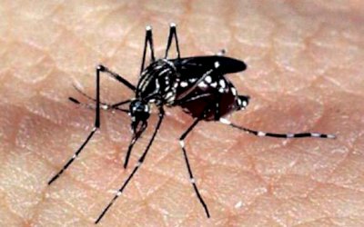Mosquito que ajuda no combate à dengue será liberado na Capital, em setembro deste ano