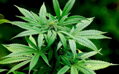 Plantações de maconha crescem pelo Brasil e se espalham pela Amazônia