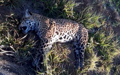 Polícia Militar Ambiental de Miranda recolhe onça-pintada de 70 kg atropelada a 2 km da cidade, segunda este ano