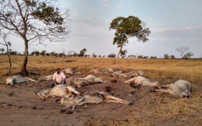 Cerca de 100 cabeças de gado morrem após frio de 9°C em MT