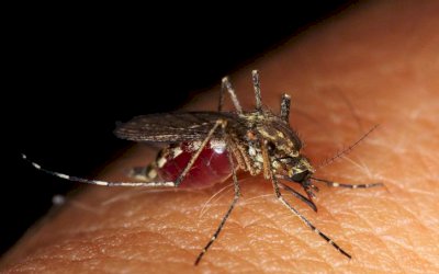 MS chega a 42 mortes por dengue e notificações passam de 71 mil