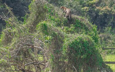 Onça andando em cima da copa de árvore surpreende turistas em MS: 'Bicho ninja'