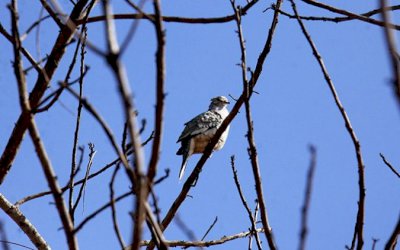 Frio ganha força e aumenta chance de geada nesta quinta-feira