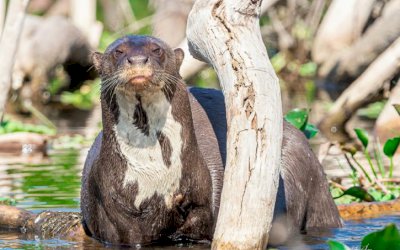 Ariranha faz cara de ‘deboche’ e mostra língua para guia de turismo ao ser fotografada em MS: 'Exibida'