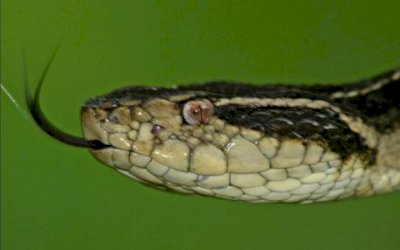 Veneno de cobra brasileira pode evitar reprodução do coronavírus