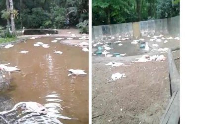 Onças que mataram flamingos no Parque das Aves eram mãe e filhote aprendendo a caçar, diz pesquisadora