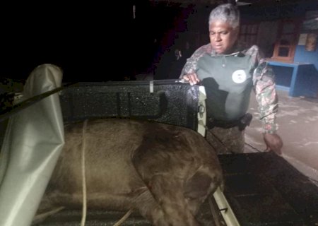 Polícia Militar Ambiental de Bonito resgata duas antas feridas à margem de rodovias vítimas de atropelamento