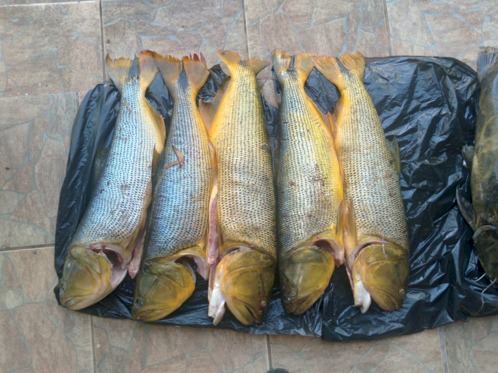 PMA prende e autua pescador em R$ 6,3 mil por captura de dourados, espécie com pesca proibida e jaús fora da medida e apreende veículo e 55 kg de pescado