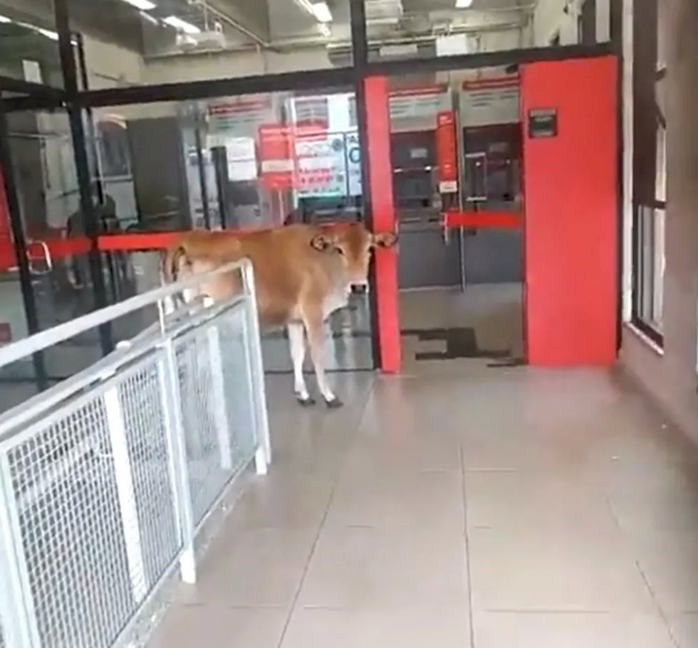 Moradores flagram vaca tentando entrar em agência bancária no interior de SP: \'Foi sacar o décimo terceiro\'