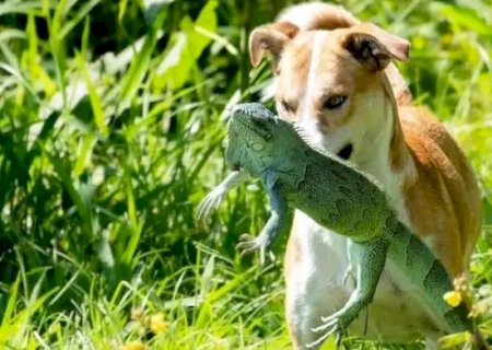 Imagem curiosa de cachorro com iguana na boca viraliza na internet.