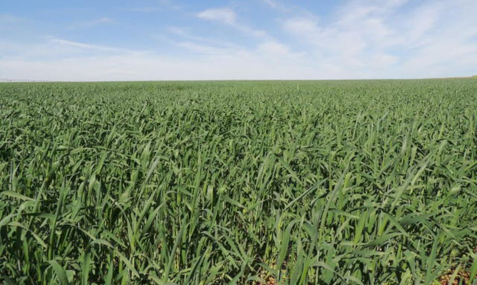 Área reservada à agropecuária no país cresceu 50% em 37 anos.
