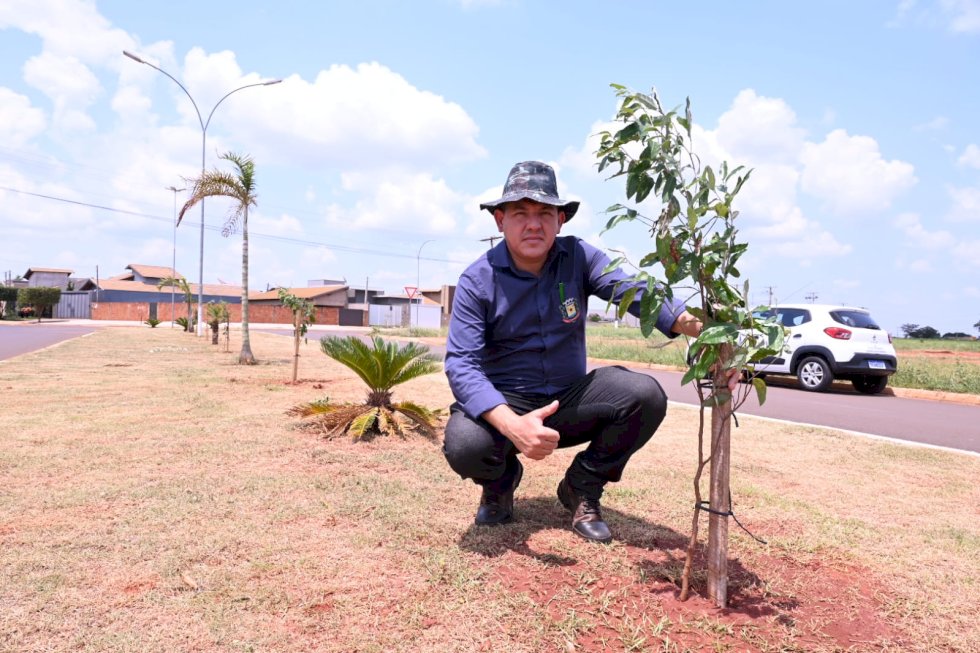 Prefeitura de Ivinhema está realizando arborização de Avenidas