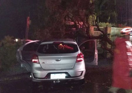 Árvore cai e atinge carro ocupado por mulher durante temporal em Nova Andradina