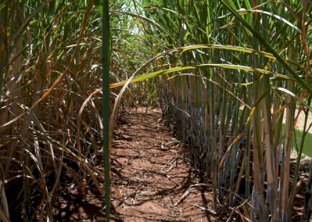 Usinas de etanol batem recorde de produção com apoio do Governo aos biocombustíveis