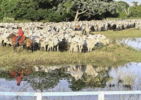 Com prorrogação do prazo, atualização cadastral de rebanhos segue até final de dezembro
