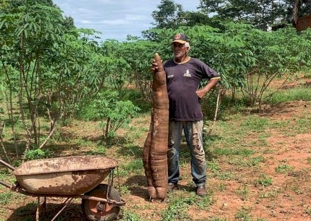 O REI DA MANDIOCA: AGRICULTOR DE IACRI SURPREENDE COM MANDIOCA GIGANTE