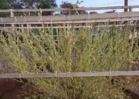 Produtor Paraguaio quebra recorde com pé de soja gigante