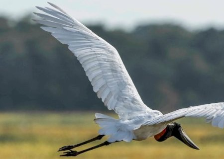 Avistar Brasil: MS participa do maior evento de observação de aves da América Latina