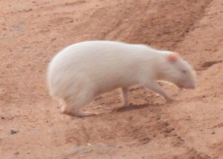 Raridade entre espécie, cutia albina é flagrada em Parque Estadual das Várzeas do Rio Ivinhema