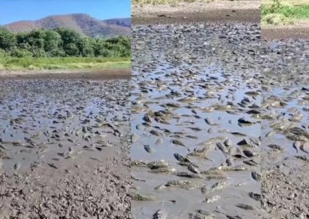 Centenas de peixes agonizam em meio à seca em baía inundável no Pantanal de MS