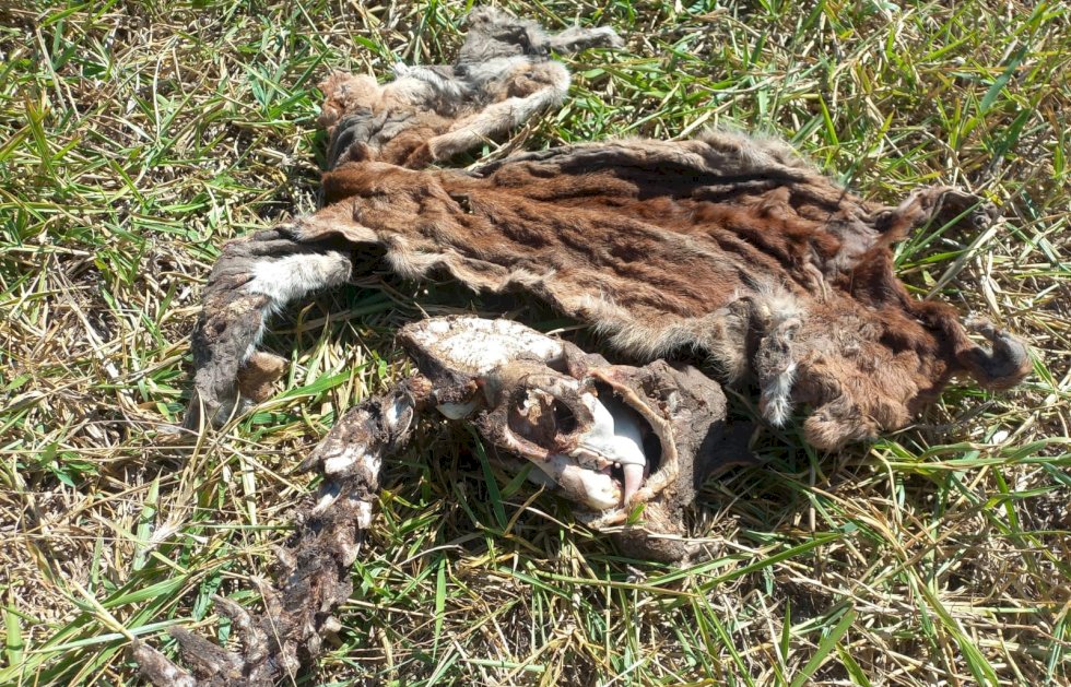 Homens são presos por caça à onça-parda e posse e porte ilegal de arma de fogo