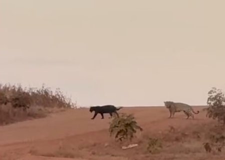 Onça-preta e onça-pintada são flagradas juntas em estrada de MS