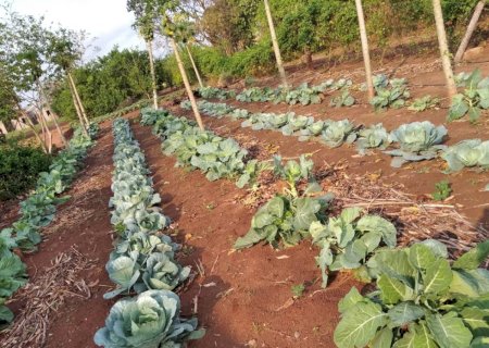Ivinhema desenvolve projeto de horticultura social
