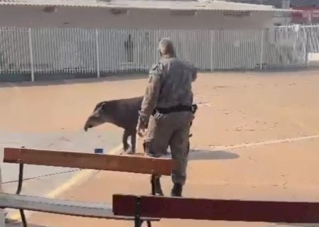 PMA captura anta em escola