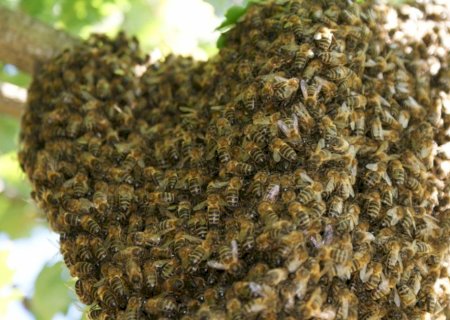 Ivinhema - Mulher é atacada por enxame de abelhas na zona rural