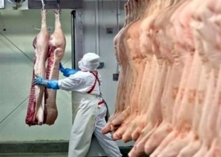 Exportações de carne suína batem recordes