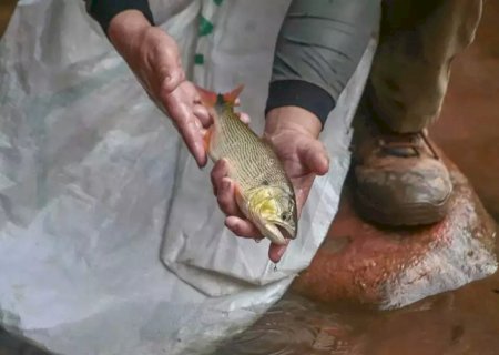 Após pedidos de vistas, prorrogação da proibição de pesca de dourado é aprovada