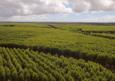Suzano abre processos seletivos para diferentes áreas em Brasilândia, Ribas do Rio Pardo e Três Lagoas
