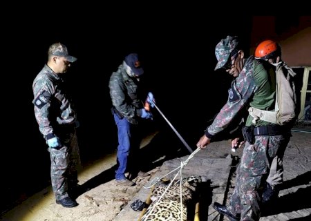 Onça que abateu seu Jorge foi capturada na madrugada desta quinta-feira
