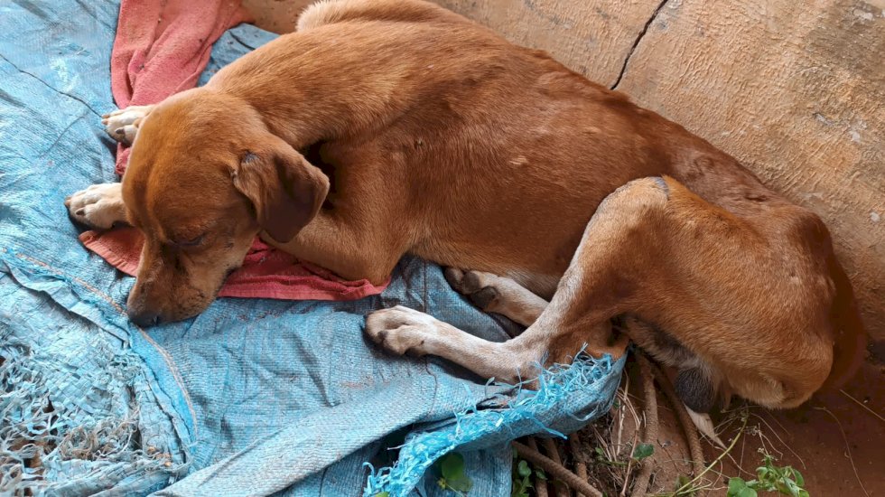 Homem é preso por maus tratos contra animal doméstico