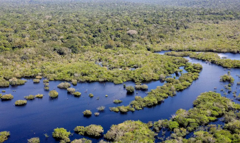 Quase todos os biomas registraram redução do desmatamento em 2024