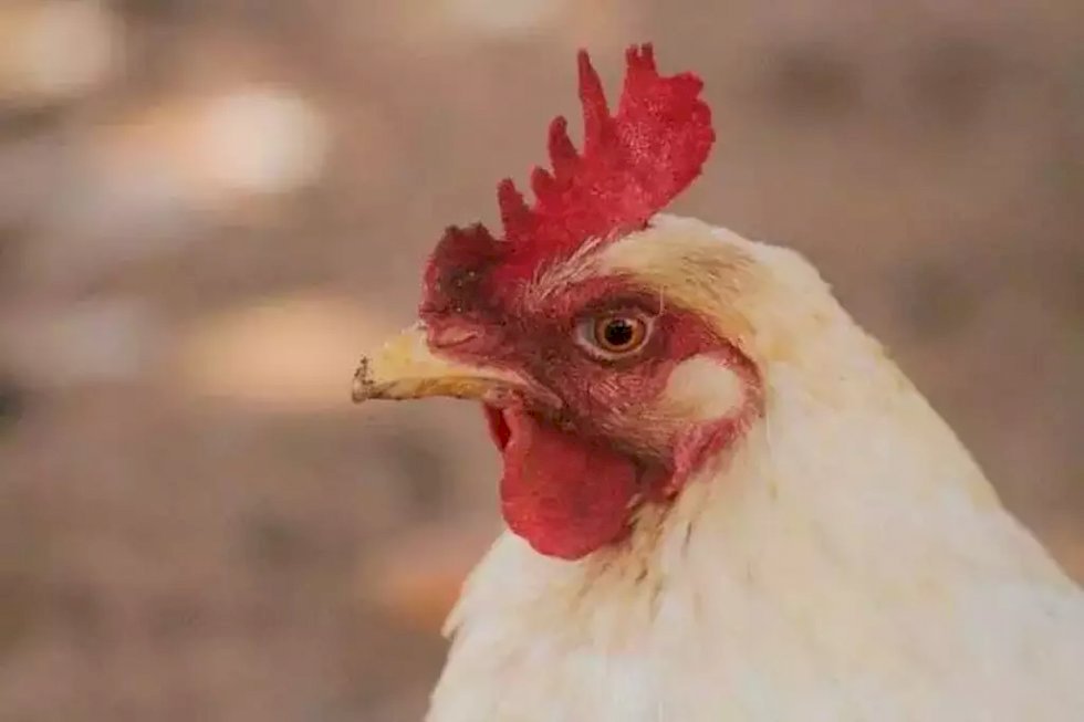 Angélica - Iagro descarta \'gripe aviária\'
