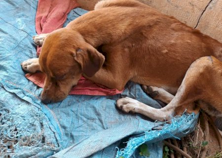 Homem é preso por maus tratos contra animal doméstico