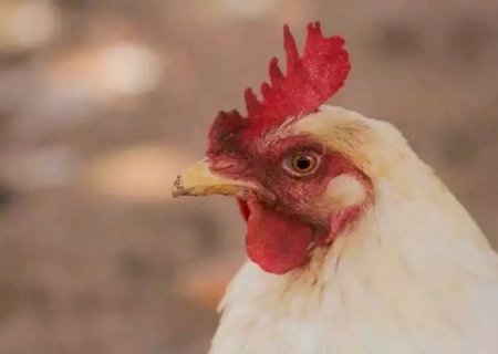 Angélica - Iagro descarta 'gripe aviária'