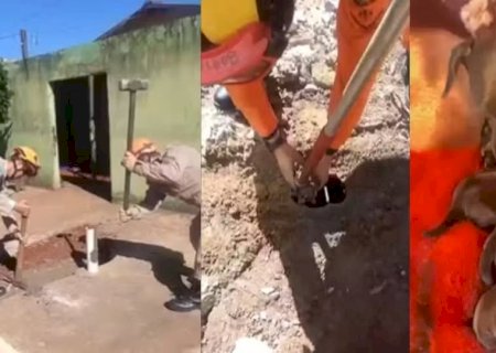 Bombeiros quebram calçada e resgatam filhotes de cachorro jogados em fossa de MS