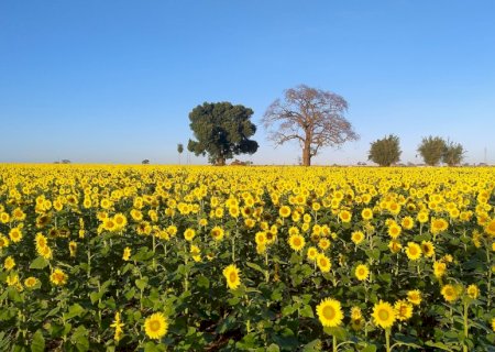 Ivinhema - Plantação de girassóis viram atração e encanta quem passa pelo local