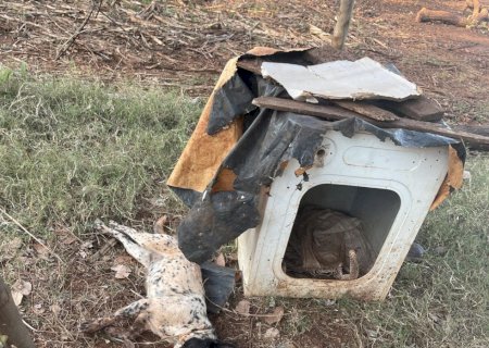 Enxame de abelhas atacam e mata animais em propriedade rural