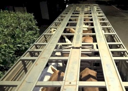 Homem é multado em R$ 27 mil por transportar cavalos feridos e sem ventilação