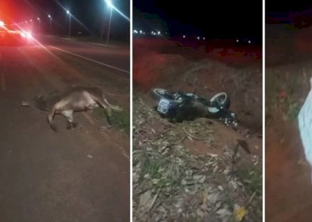 Motociclista de Batayporã morre ao colidir em animal na entrada de Taquarussu